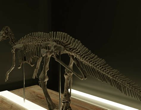 3D file Edmontosaurus skeleton 💀・3D print design to download・Cults