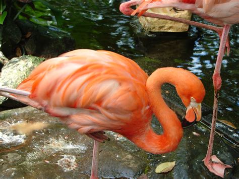 Caribbean Or American Flamingo Phoenicopterus Ruber Flickr