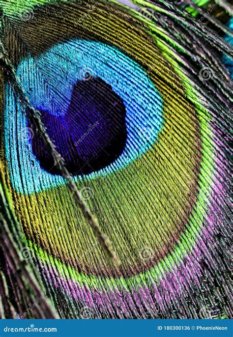 Artictic Exotic Tropical Peacock Feathers Composition Vibrant Backdrop