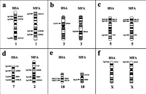 Ideograms For Human Chromosomes Hsa 1 A 3 B 5 C 7 D