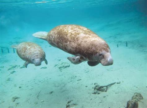 Oh, the Huge Manatees | Saving Earth | Encyclopedia Britannica