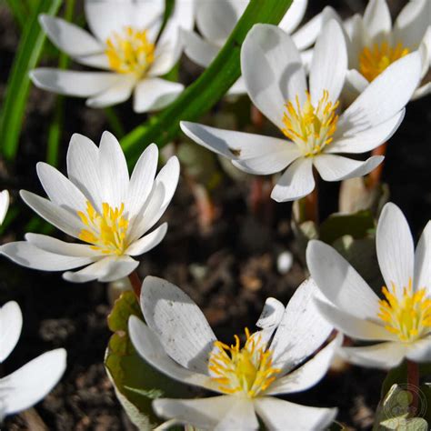 Сангвинария канадская (Sanguinaria canadensis) купить в Москве по ...