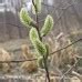 Pussy Willow 1 Gallon Ferguson Tree Nursery