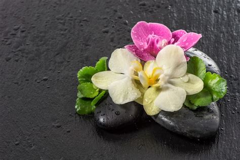 Flores De Orqu Deas Rosadas Y Amarillas Con Gotas De Agua Sobre Fondo