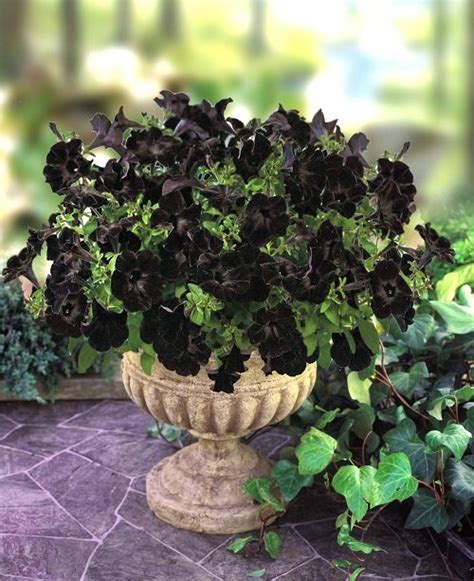 10 Best Black Petunia Varieties | Balcony Garden Web