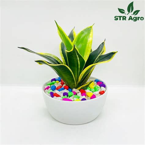 Dragon Snake Plant Str Agro