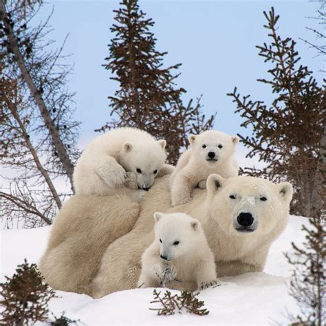 which of the following is not true about polar bears 4