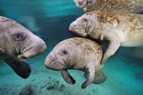 More Than 6,000 Manatees Spotted in Florida—A Record