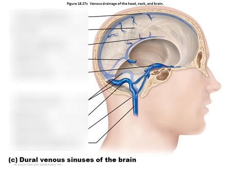 Dural Venous Sinuses Of The Brain Diagram Quizlet Hot Sex Picture