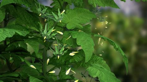 ТОМАТОН - YouTube