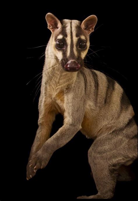civet cat species  india