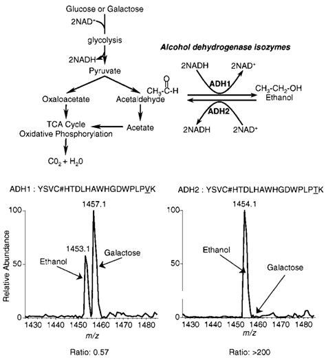 Isotope Coded Affinity Tag Analysis Of Alcohol Dehydrogenase Isozymes Download Scientific