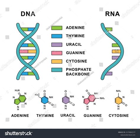 Vektor Stok Deoxyribonucleic Acid Ribonucleic Acid Nucleobases Formulas