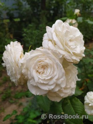 Роза Аннапурна: особенности и характеристика сорта, правила посадки ...