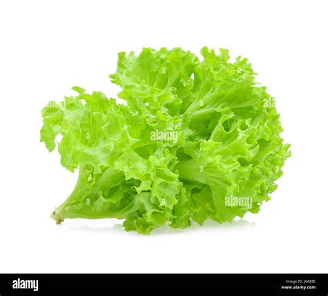 Green Oak Lettuce On White Background Stock Photo Alamy