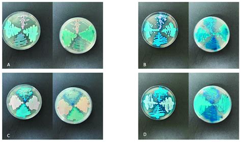 A C Growth Of Isolates Of Candida Palmioleophila In Bd Tm Chromagar