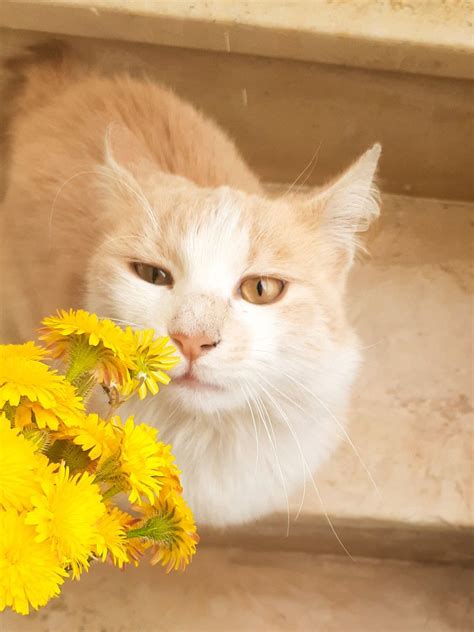 Cat Flowers Yellow Pretty Cats Rare Cats Cat Aesthetic