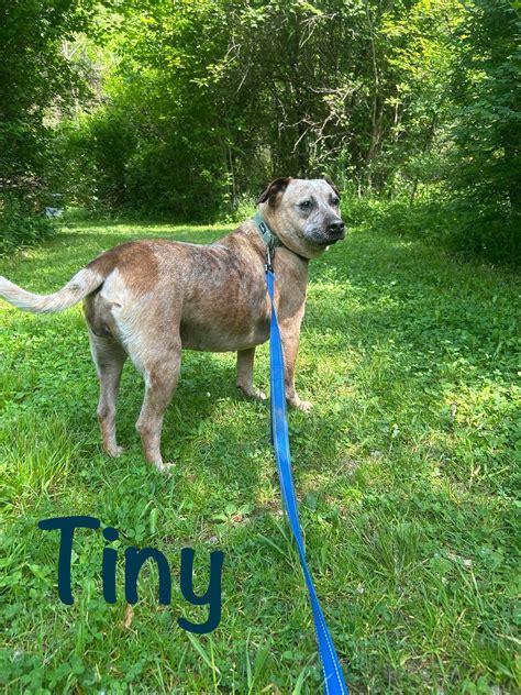 SPCA - Serving... - SPCA - Serving Allegany County, NY