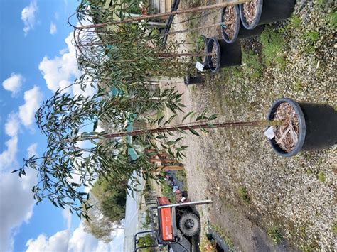 Weeping Cherry ‘pink Snow Showers Tall 180cm 500mm Camden Nurseries