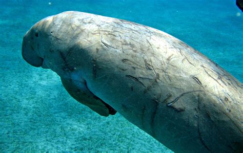 Dugongs