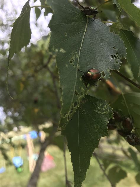 Unknown beetles destroying trees : homeowners
