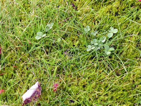 Что делать, если появился мох на газоне? Как избавиться эффективно от ...