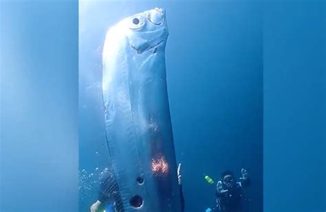 Taiwan Pesce Remo Vicino La Costa Per Tradizione Presagio Di