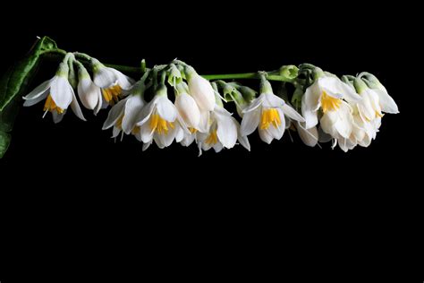 Styrax L. | Plants of the World Online | Kew Science