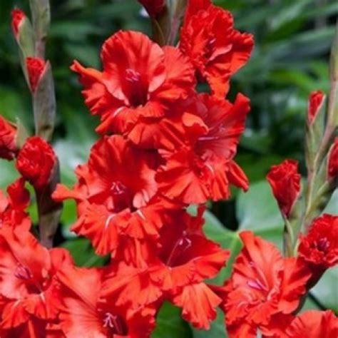 Гладиолус Гофрированный Fire Frizzle - купить с доставкой по Украине ...