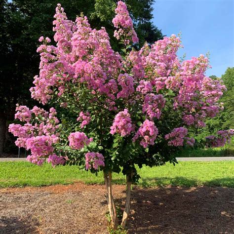 Hopi Crape Myrtles for Sale | FastGrowingTrees.com