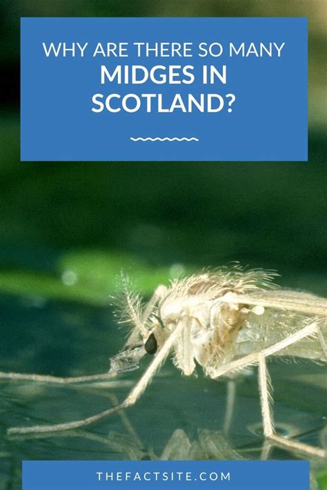 Why Are There So Many Midges In Scotland? - The Fact Site