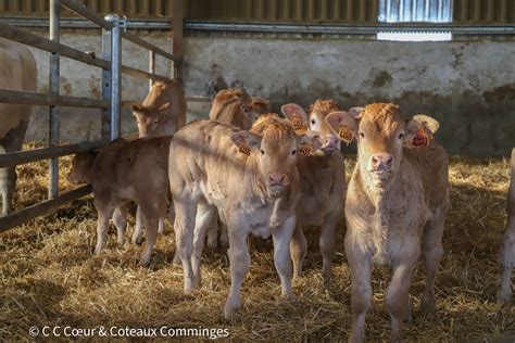 The Blonde DAquitaine In Saint Gaudens For A Training Day Branded European Beef Excellence