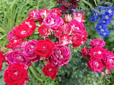 Роза спрей Руби Стар - питомник Гостагаевская