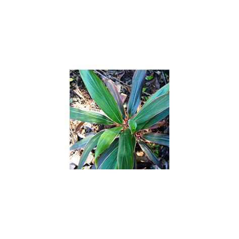 Cordyline fruticosa Pink Diamond – Divine Plants Online Shop
