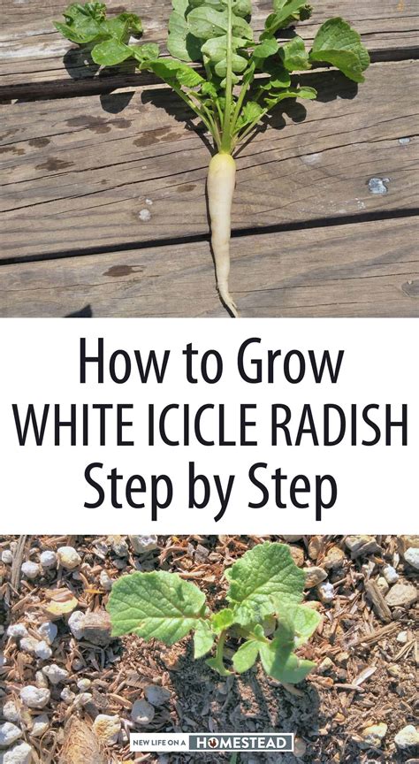 How To Grow White Icicle Radish Step By Step