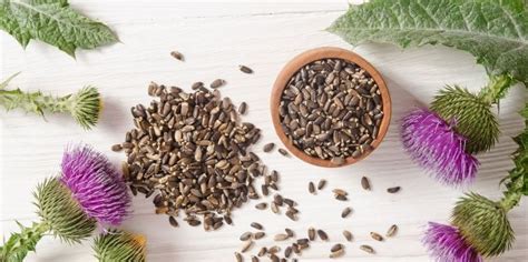 Armurariu Beneficii Pentru Sănătate Detoxifierea Ficatului