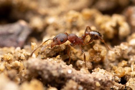 Pheidole Pilifera Buckeye Myrmecology