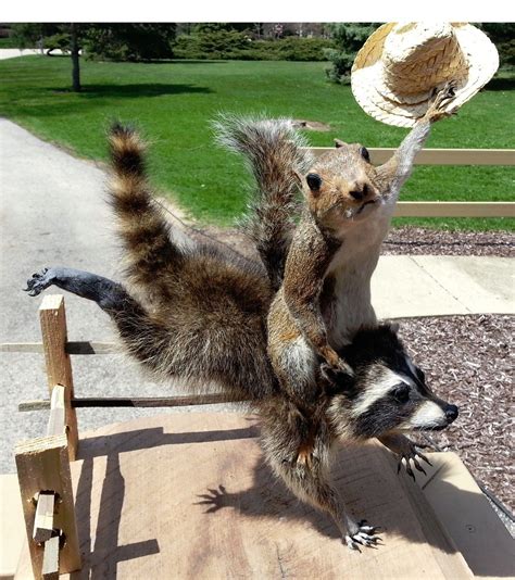 funny animal mounts