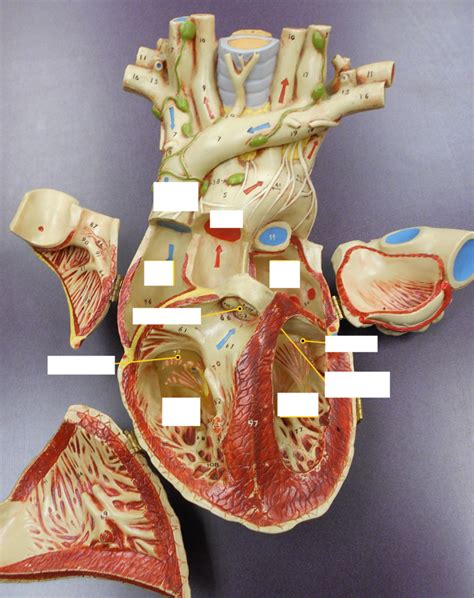 A P Heart Valves And Chambers Diagram Quizlet