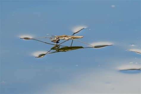 Wasserläufer (Gerridae) | hundertmillimeter
