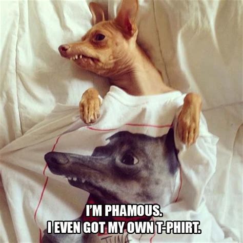 Tuna Phteven Is The Funniest Dog On The Internet 20 Pics Funny