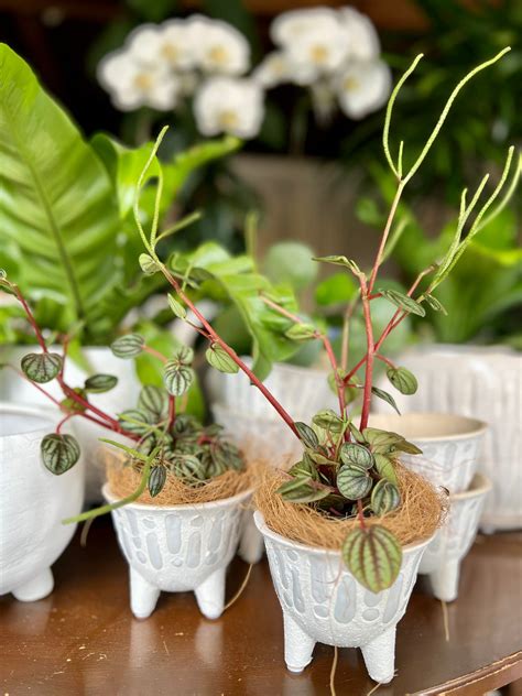 Peperomia Piccolo Banda In Mini-Footed Ceramic Pot | Plant People