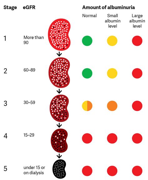 Types Of Kidney Disease Targeting Ferroptosis For Treating Kidney