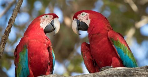 Discover The 10 Largest Parrots In The World A Z Animals