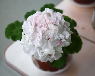 ОЧ-Madpearl White - пеларгония карликовая зональная - описание сорта ...