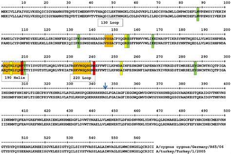 Comparison Of Positions Of Ha Amino Acid Mutations Found In Cvi P42 And