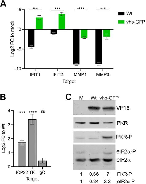 Vhs Gfp Expressed In Virus Infection Is Deficient In Endoribonuclease