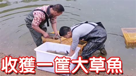 【石頭記事】小鄧今天來魚塘抓了一筐大草魚，7 5元一斤拉到村口賣，太暢銷了 Youtube