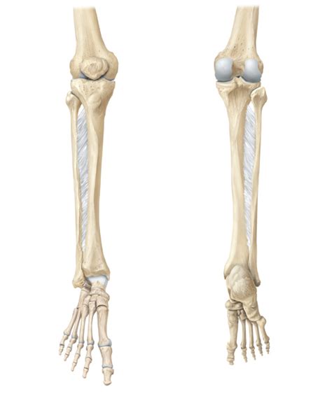 Figure 10 9 Right Tibia Fibula And Patella Model Diagram Quizlet