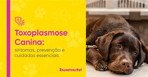 Toxoplasmose Canina Sintomas Preven O E Cuidados Essenciais